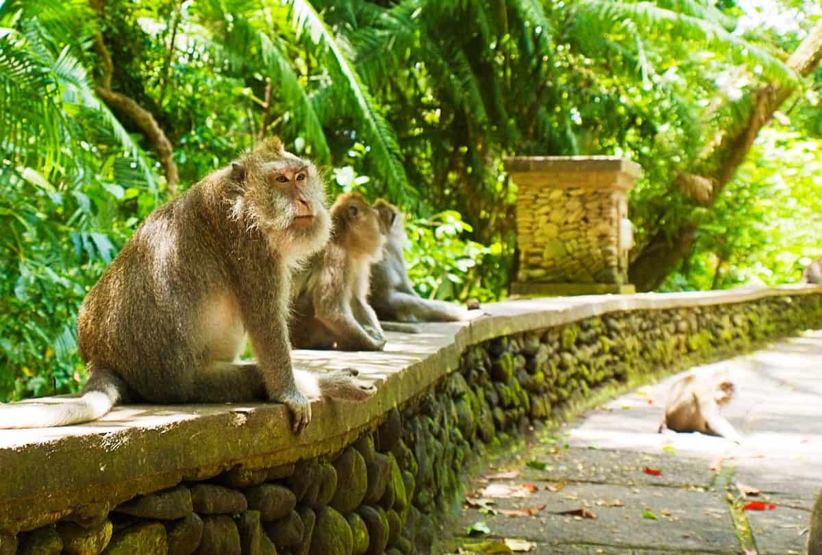 lịch trình tour du lịch tự túc những địa điểm du lịch ở bali - rừng khỉ thiêng ở Ubud