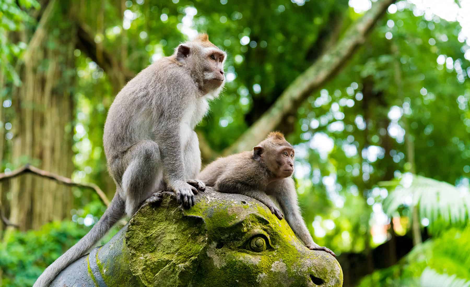 lịch trình tour du lịch tự túc những địa điểm du lịch ở bali - rừng khỉ thiêng ở Ubud
