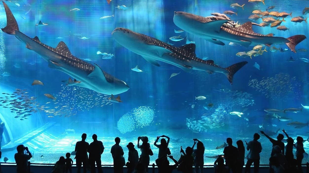 Chiang Mai Zoo Aquarium với nhiều loài cá biển quý hiếm
