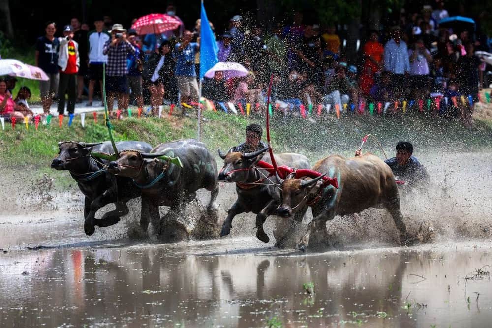 Lễ hội đua trâu Chiang Mai Thái Lan