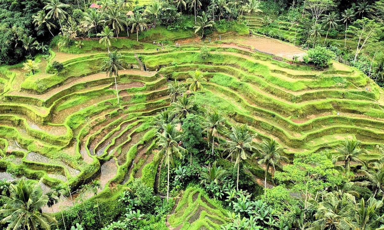 kinh nghiệm du lịch tự túc ruộng bậc thang Tegalalang Rice Terrace ở Bali: nằm ở đâu, đi mùa nào