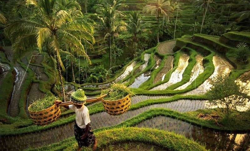 Tegalalang Rice Terrace ở Bali