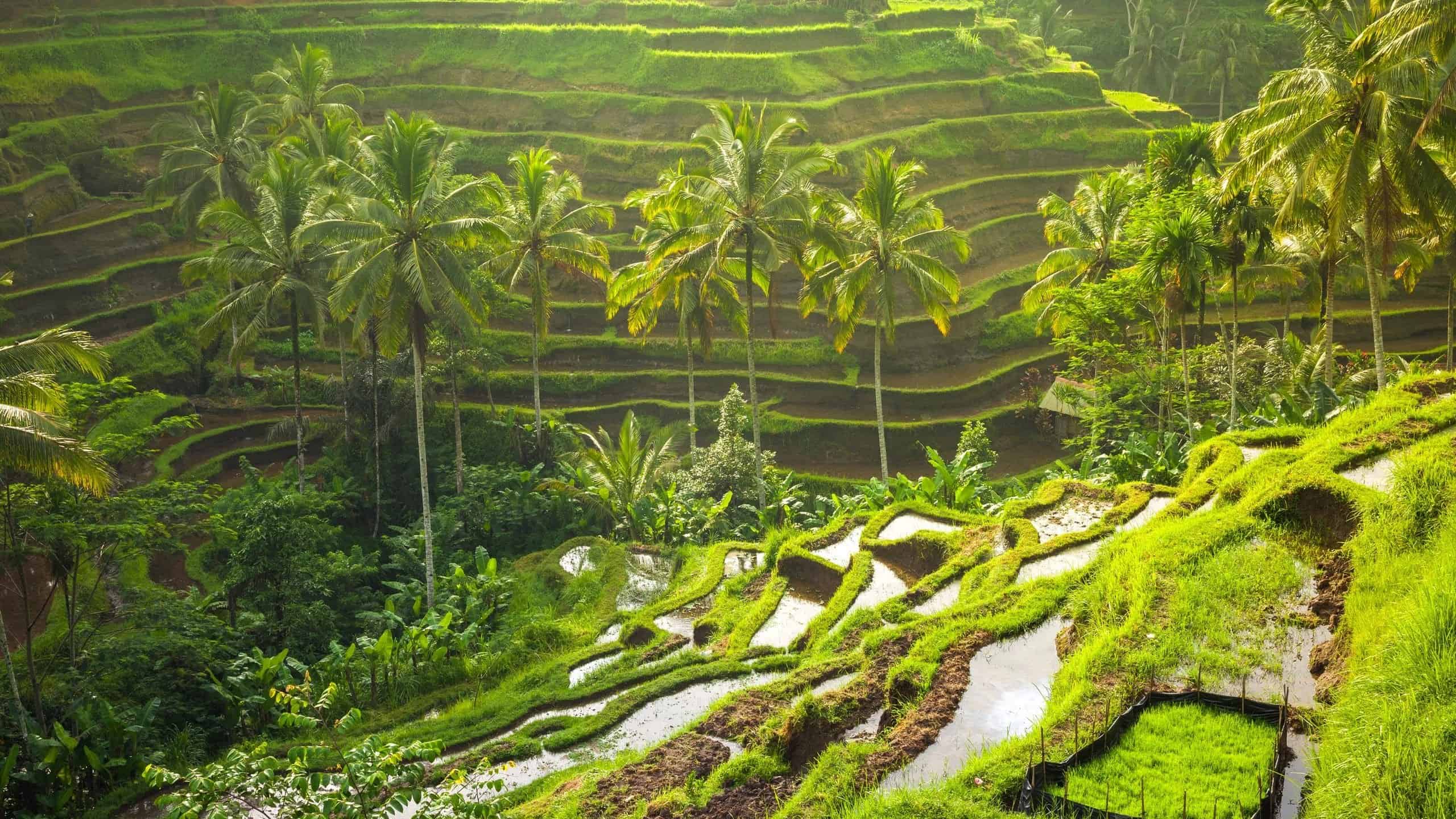Tegalalang là một trong những địa điểm du lịch nổi tiếng nhất ở Bali
