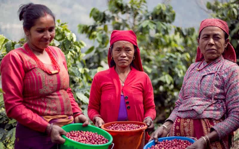 Mua Cà phê Nepal khi du lịch tự túc