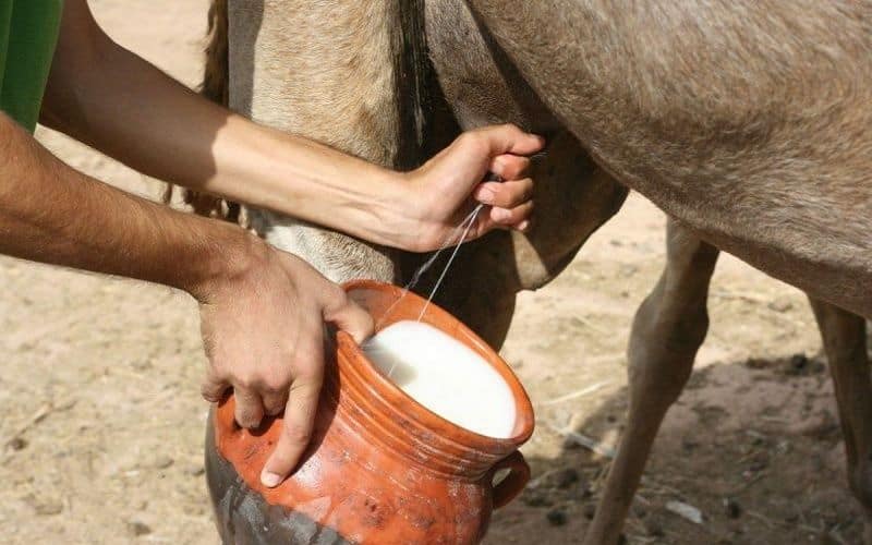 Ẩm thực Mông Cổ qua bánh sữa, muối—đặc sản mua về làm quà và những lưu ý khi đi du lịch.