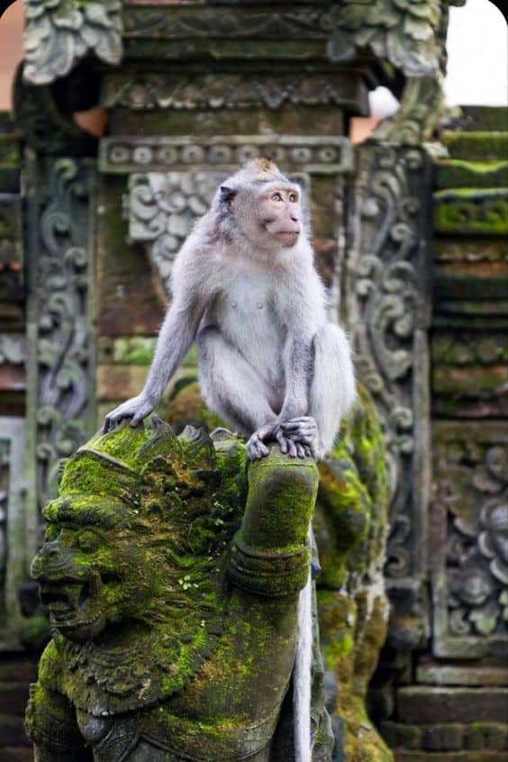 Chiêm ngưỡng điểm nổi bật của rừng khỉ thiêng ở Ubud