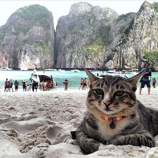 Tour du lịch nghỉ dưỡng Phuket - Koh Phi Phi - Đảo mèo dành cho các tín đồ yêu mèo