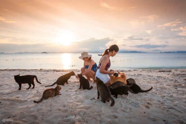 COMBO Tour du lịch nghỉ dưỡng Phuket - Koh Phi Phi - Đảo mèo dành cho các tín đồ yêu mèo 5 NGÀY 4 ĐẾM
