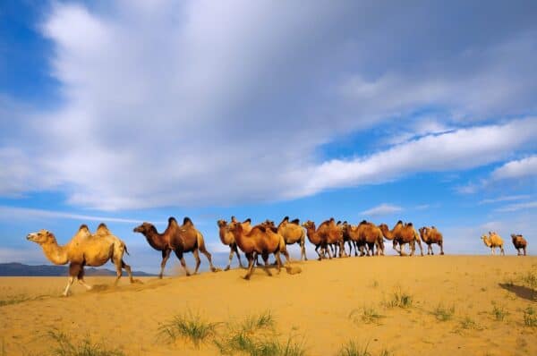 du lịch sa mạc Gobi Key phụ: Tour du lịch mông cổ Du lịch mông cổ Khám phá mông cổ Điểm đến mông cổ